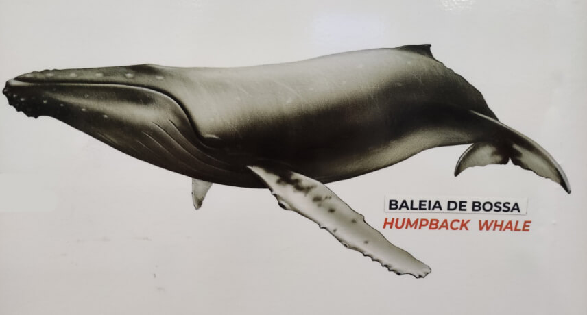 Humpback Whale - Types of Whales in Madeira Island